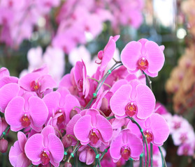 purple orchids flower in the garden