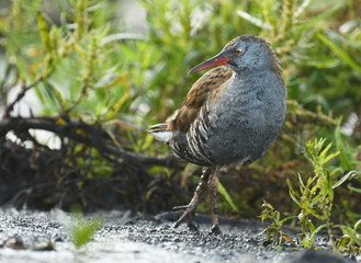 Water Rail - Rallus aquaticus