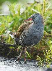 Water Rail - Rallus aquaticus