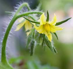 Tomato Blossom