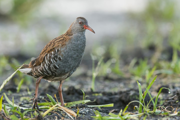 Water Rail - Rallus aquaticus