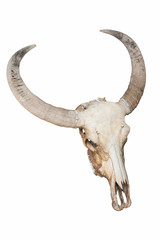 Buffalo skull isolated using path