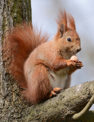Naklejka na ściany i meble Red squirrel (Sciurus vulgaris)