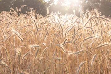 Wheat field in late afternoon summer sunshine