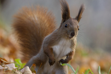 Obraz premium Squirell looks surprised. Requests for nut