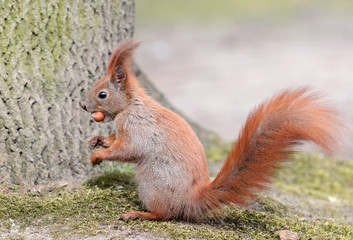 Red squirrel (Sciurus vulgaris)