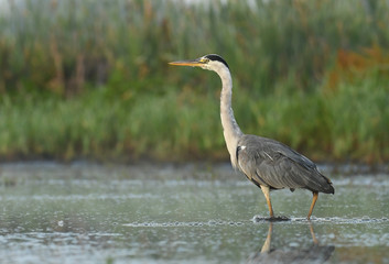 Grey heron (Ardea cinerea)