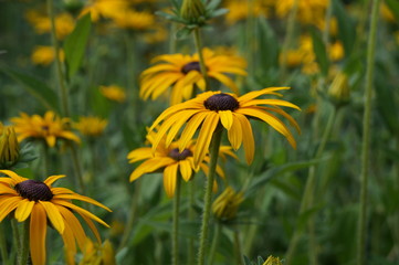 Blumen Sonnenhut