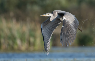 Grey heron (Ardea cinerea)