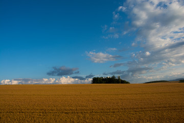収穫前のムギ畑と青空