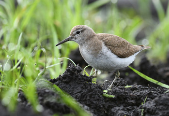 Temminck's stint