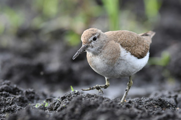 Temminck's stint