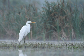 Great white egret (Egretta alba)