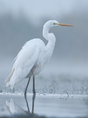 Great white egret (Egretta alba)