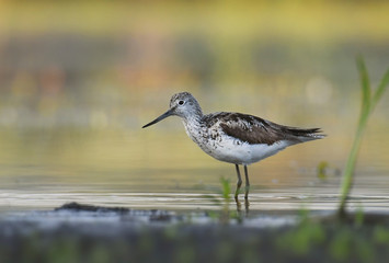 Common greenshank