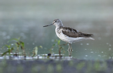 Common greenshank