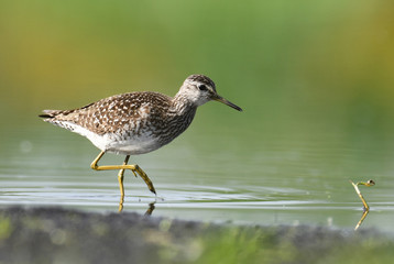 Wood Sandpiper (Tringa glareola)