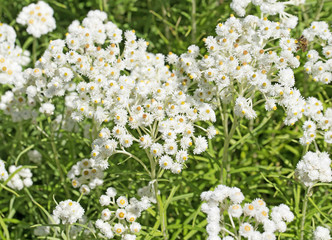 Perlk&ouml;rbchen, Anaphalis