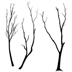 Fototapeta premium vector black silhouette of a bare tree