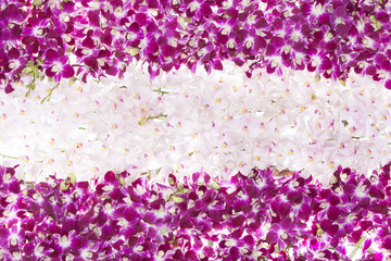 Pink flower background of orchid