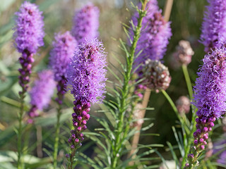 Prachtscharte, Liatris spicata