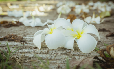 Plumeria white flower on the cement floor.