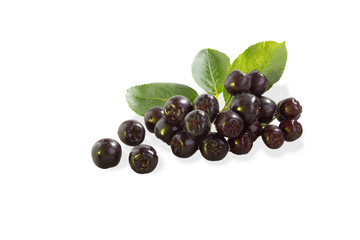 Куст рябины на изолированном белом фоне.