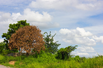 Mango leaves dry brown.