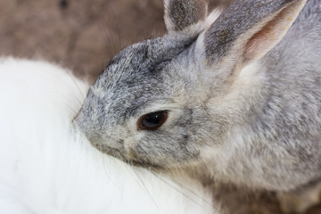  gray rabbit kissing back of other white rabbit