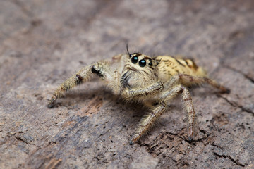 Macro small spider