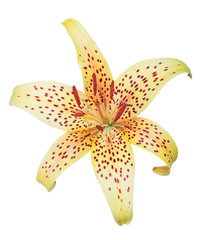 yellow isolated spotted lily bloom