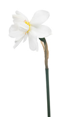 white isolated narcissus bloom on stem