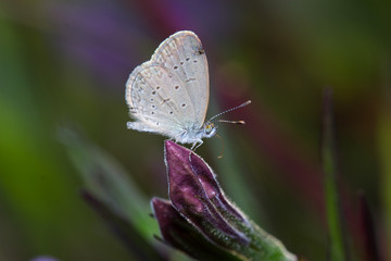 close up white butterfly on purple flower in nature