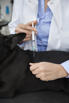 Cropped Image Of Vet Giving Injection To French Bulldog