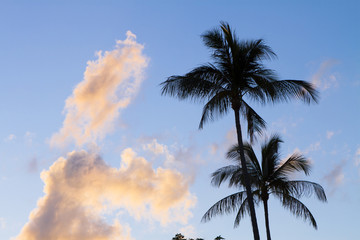 Fototapeta na wymiar blue Sky with Coconut