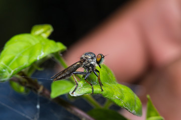 Macro small flies