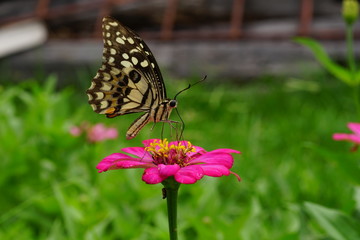 Naklejka na ściany i meble Butterfly on flowers in the garden