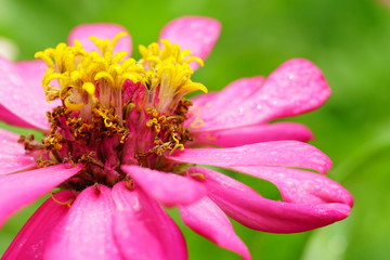 Obraz na płótnie Canvas Close up shot of pink flower on green background