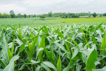 Green corn field in agricultural garden