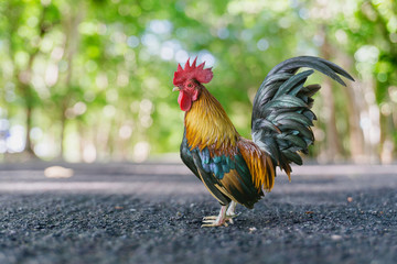Lane Blacktop through autumn forest park and trees bokeh.
