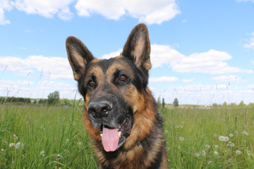 Dog german shepherd on the field in summer day