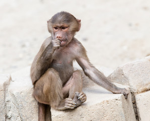 Baby baboon sitting on a rock