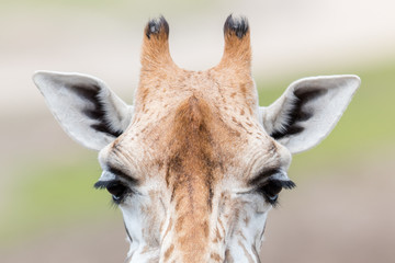 Giraffe close up, selective focus