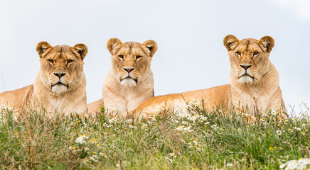 Fototapeta na wymiar Three female lions