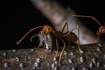 red ant carrying insect for eat