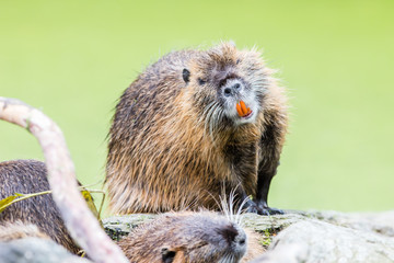Myocastor coypus, single mammal