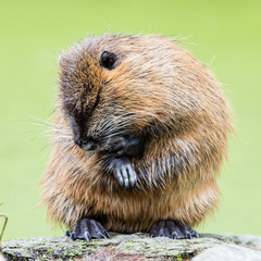 Myocastor coypus, single mammal