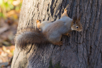 Naklejka na ściany i meble squirrel sitting on a tree