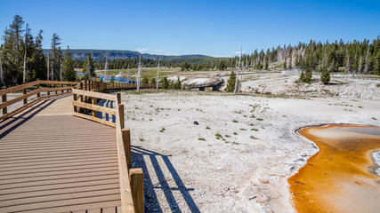 Fototapeta premium Wooden walkway among the geysers and trees. Upper Geyser Basin, Yellowstone National Park, Wyoming