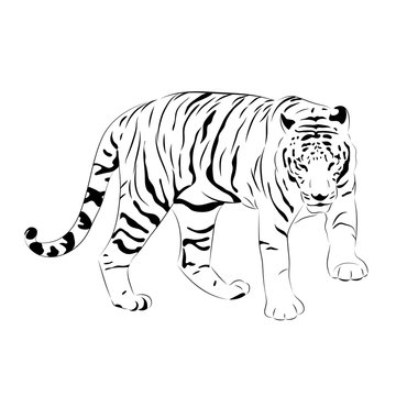 black and white vector tiger